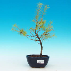 Venkovní bonsai -Modřín opadavý VB14142