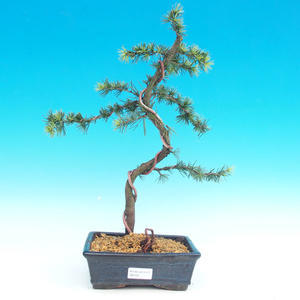 Venkovní bonsai -Cedr libanonský VB143