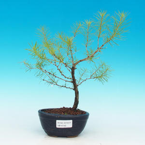 Venkovní bonsai -Modřín opadavý VB14143