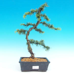 Venkovní bonsai -Cedr libanonský VB144