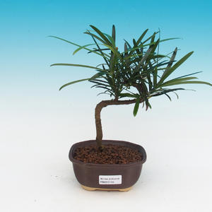 Venkovní bonsai -Cedr libanonský VB145