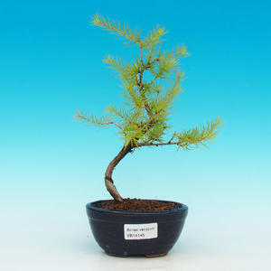 Venkovní bonsai -Modřín opadavý VB14145