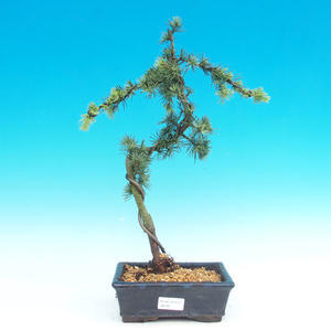 Venkovní bonsai -Cedr libanonský VB146