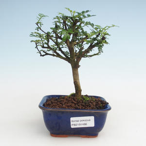 Venkovní bonsai -Javor burgerův VB1466