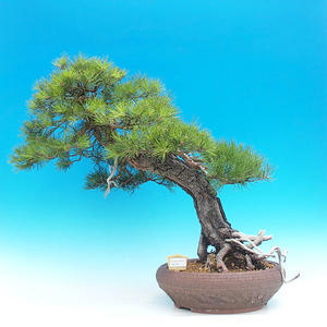 Venkovní bonsai -Borovice lesní  VB1470