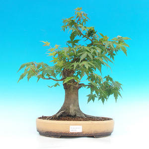 Venkovní bonsai -Javor dlanitolistý VB1479