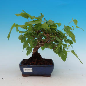 Pokojová bonsai Čaj - fuki -  Carmona macrophylla - PB213147
