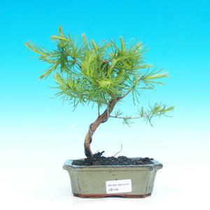 Venkovní bonsai -Modřín opadavý VB148