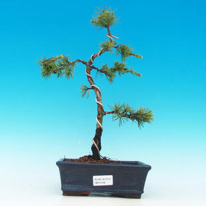 Venkovní bonsai -Cedr libanonský stříbrný VB14148