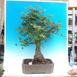 Venkovní bonsai -Javor babyka  VB1488