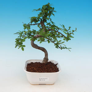 Pokojová bonsai Čaj - fuki -  Carmona macrophylla - PB213148