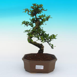 Venkovní bonsai -Modřín opadavý VB149