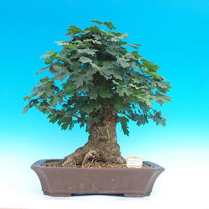 Venkovní bonsai -Javor babyka  VB1490