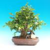 Venkovní bonsai -Habr obecný VB1492