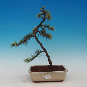 Pokojová bonsai Čaj - fuki -  Carmona macrophylla - PB213149