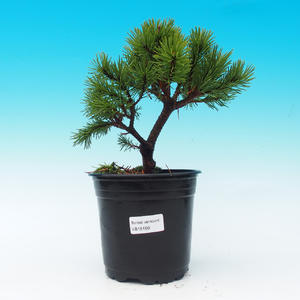 Venkovní bonsai - Pinus Mugo Mops - Borovice