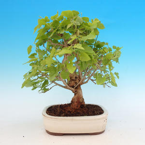 Pokojová bonsai Čaj - fuki -  Carmona macrophylla - PB213150