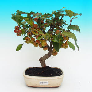 Venkovní bonsai -Malus halliana Maloplodá jabloň