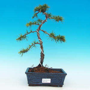 Pokojová bonsai Čaj - fuki -  Carmona macrophylla - PB213151