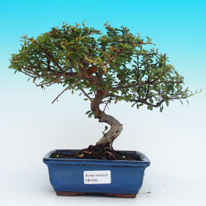 Venkovní bonsai - Cotoneaster - skalník