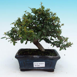 Venkovní bonsai - Cotoneaster - skalník
