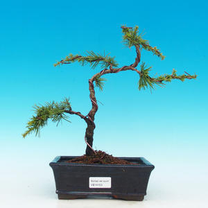 Venkovní bonsai -Cedr libanonský zelený VB14153
