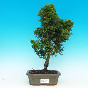 Venkovní bonsai - Cypřišek hrachonosný VB14155