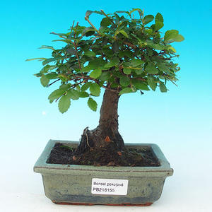 Pokojová bonsai - malolistý fíkus PB213155