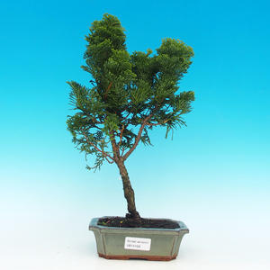 Venkovní bonsai - Cypřišek hrachonosný VB14156