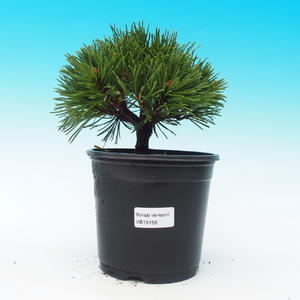 Venkovní bonsai - Pinus Mugo Allgau - Borovice