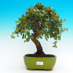 venkovní bonsai Quercus suber - Korkový dub