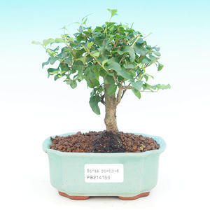 Pokojová bonsai - malolistý fíkus PB213156