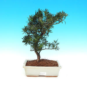 Pokojová bonsai - Podocarpus - kamenný tis