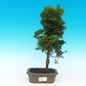 Venkovní bonsai - Cypřišek hrachonosný VB14157