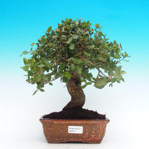 venkovní bonsai Quercus suber - Korkový dub
