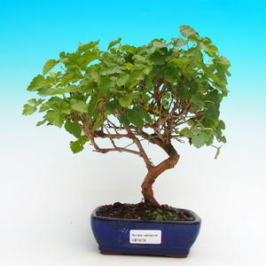 Venkovní bonsai -Morus alba - moruše