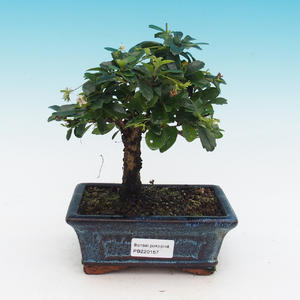 Pokojová bonsai - malolistý fíkus PB213157