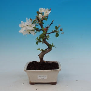 Pokojová bonsai - malolistý fíkus PB213158