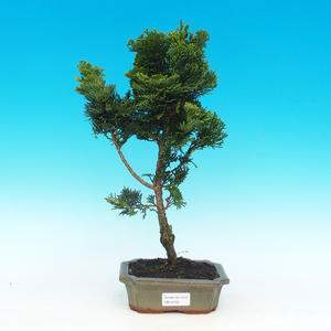 Venkovní bonsai - Cypřišek hrachonosný VB14159