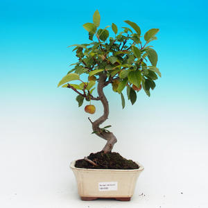 Venkovní bonsai -Malus halliana Maloplodá jabloň