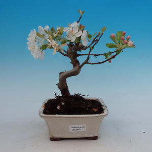Venkovní bonsai - Pamodřín VB13159