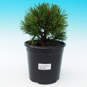 Venkovní bonsai - Pinus Mugo Allgau - Borovice