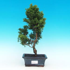Pokojová bonsai - malolistý fíkus PB213160