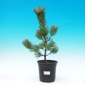 Venkovní bonsai - Pinus Parviflora Negishi - Borovice