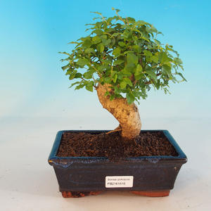 Venkovní bonsai - Chaneomeles japonica - kdoulovec