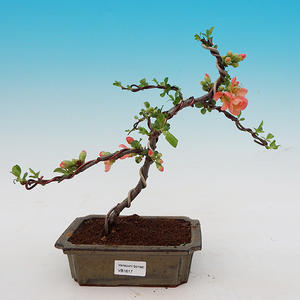 Venkovní bonsai - Chaneomeles japonica - kdoulovec