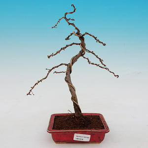 Venkovní bonsai -Modřín opadavý