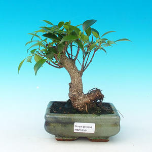 Pokojová bonsai - malolistý fíkus PB213161