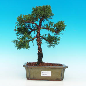 Venkovní bonsai - Jalovec čínský VB14162