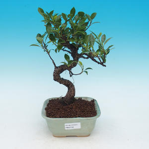 Venkovní bonsai - Zelkova serrata - zelkova